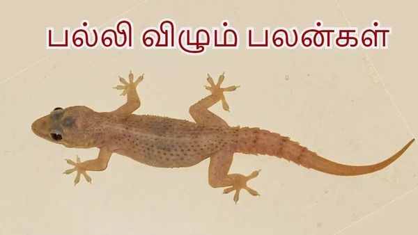 பல்லி.. பலன் மட்டுமல்ல... உங்க வீட்டில் இருந்தாலே அதிர்ஷ்டம் தானாம்! தங்க பல்லி பார்த்திருக்கீங்களா?