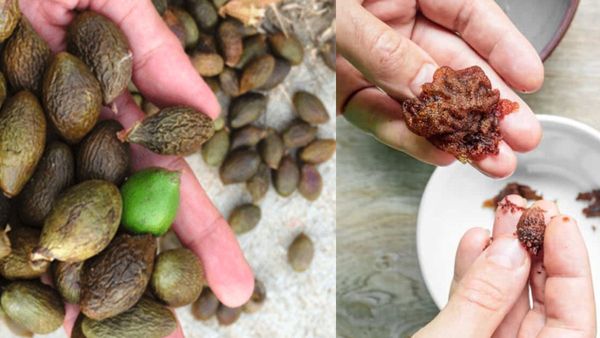 சிவப்பு நிற கொட்டை! அதை திறந்து பார்த்தால் கருப்பாக இருக்கும் பழம்! ஏதோ நிரஞ்சன் பாலாம்! அதென்ன?