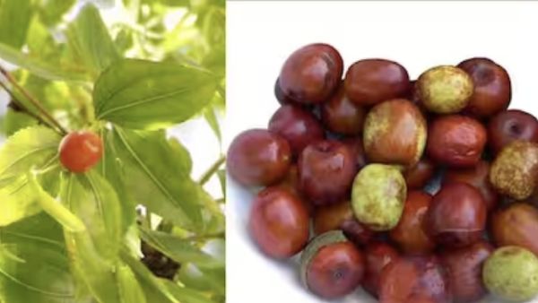 இலந்தை இலை.. இலந்தைப்பழத்தில் இவ்வளவு நல்லதா? 