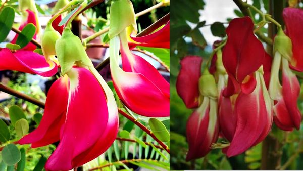 அகத்தி பூ.. அள்ள அள்ள ஆச்சரியம்..அகத்திப்பூக்களின் பவுடர்..நோய்களை அசால்ட் செய்துவிடும்...அகத்திப்பூ