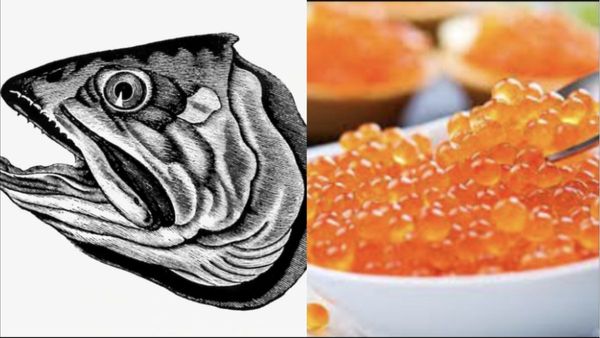 மீன் முட்டை.. மீனைவிட சூப்பர்.. கோழிமுட்டையை விட பெஸ்ட் மீன் முட்டைகள்.. ஆச்சரியம் தரும் நன்மைகள்