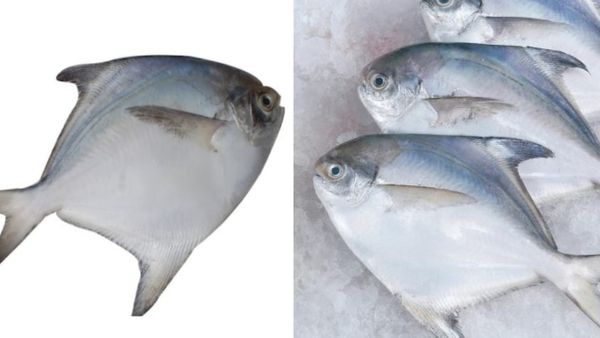 வவ்வால் மீன்.. அழகு + ஆரோக்கியம் = வாவல் மீன்.. கர்ப்பிணி பெண்கள் வவ்வால் மீன்களை மிஸ் பண்ணவே கூடாது