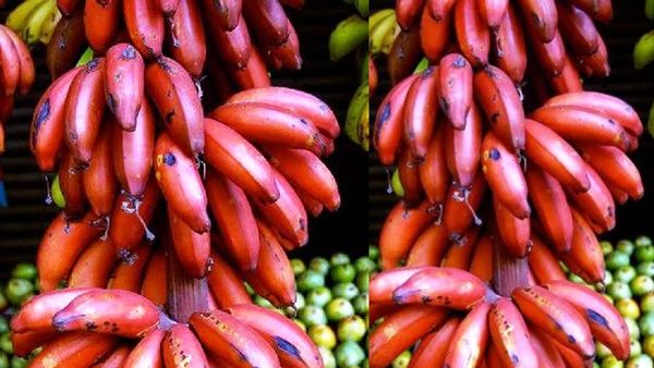 செவ்வாழை.. மொத்த சத்துக்களின் சுரங்கம்.. செவ்வாழையை சாப்பிட்டா உடல்எடை கூடுமா? செவ்வாழையின் சீக்ரெட்