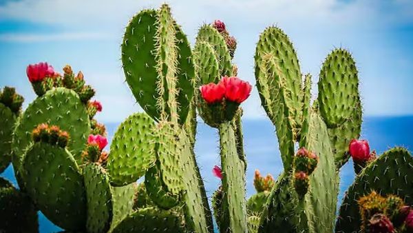 குழந்தைபேறு கிடைக்க டீ, காபியை மறந்துடுங்க! ஆரோக்கியத்தை அள்ளித் தரும் சப்பாத்திக் கள்ளி! அருமருந்து