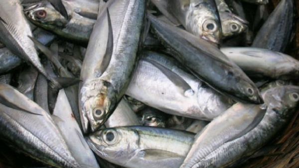 மீனின் அற்புதம் அயிலை.. ஆயுளை கூட்டும் அயிலை மீன்.. இதய நண்பன் கானாங்கெளுத்தி.. 