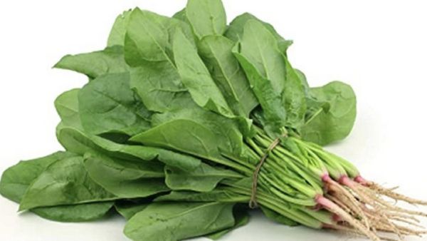 ஒல்லி ஒல்லியா உடம்பை கரைச்சிடும் காசினி கீரை.. பெண்களின் வரப்பிரசாதம்.. காசினிக்கீரை 