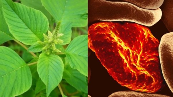 இதுதான் சூப்பர் தீர்வு.. வெறும் கீரை போதும்.. மொத்த ரத்த கோளாறும் தீரும்.. மாற்றம் தரும் அகத்திக்கீரை