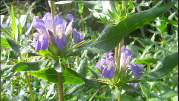 நீர்முள்ளி விதை.. அத்தனை கோளாறையும் விரட்டும் ஒரே பவுடர்.. குழந்தை பேறு தரும் நீர்முள்ளிச்செடி.. செம