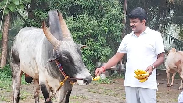 ஜல்லிக்கட்டு.. சொத்துக்குவிப்பு வழக்கு.. விஜயபாஸ்கர் ரொம்ப பிஸி.. ஜன.11 முதல் விறுவிறு வாதங்கள்