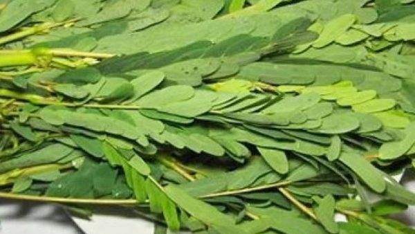 அகத்தை சுத்தப்படுத்தும்! விஷத்தையே முறிக்கும்! அகத்தி கீரையை இந்த கறியுடன் மட்டும் சாப்பிடாதீர்கள்!