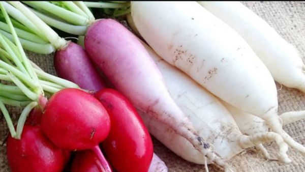 முள்ளங்கி கிழங்கு.. முழு உடலையும் காக்கும் முள்ளங்கி.. காய்களில் முள்ளங்கி ஏன் பெஸ்ட் தெரியுமா? வாவ்