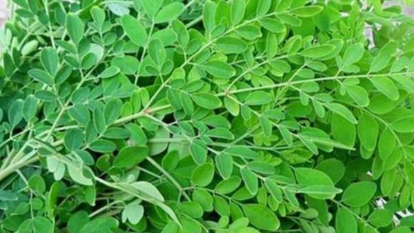 முருங்கை மரம்.. குழந்தைக்கு கீரை சூப் தரலாமா? முருங்கையை தின்னால் முன்னூறு நோயும் விலகும்: நிஜம்தான்