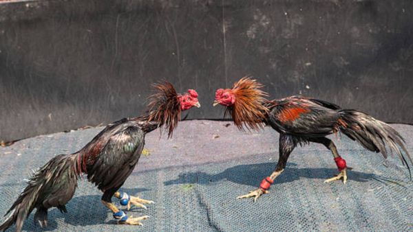 சேவல்களுக்கு கொடுக்கப்படும் ‛‛வயாகரா’’.. இப்படியுமா செய்வாங்க! அலறும் ஆந்திரா.. காரணம் இதுதான்