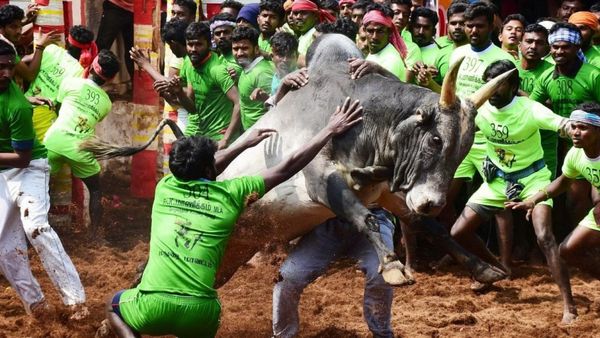 மதுரையில் மஞ்சுவிரட்டு.. பார்வையாளரை முட்டி தூக்கி வீசிய மாடு.. படுகாயமடைந்த இளைஞர் பலி