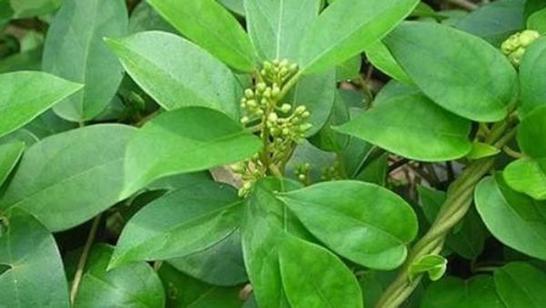 சிறுகுறிஞ்சான் இலை.. கொழு கொழு உடலை கரைக்கும் அற்புதம்.. சிறுகுறிஞ்சான் வேர் தரும் நன்மை.. சூப்பர்ல