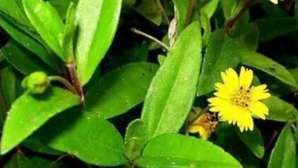 கரிசாலை இலை.. தங்க மூலிகை கரிசலாங்கண்ணி கீரை.. உடம்பை இரும்பாக்கும்.. உள்ளுறுப்பை வலுவாக்கும் அருமை