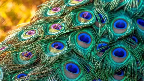 உங்க வீட்டில் வாஸ்து தோஷம் இருக்கா?.. முருகனின் வாகனம் மயில் இறகை இப்படி வைத்து பாருங்கள்