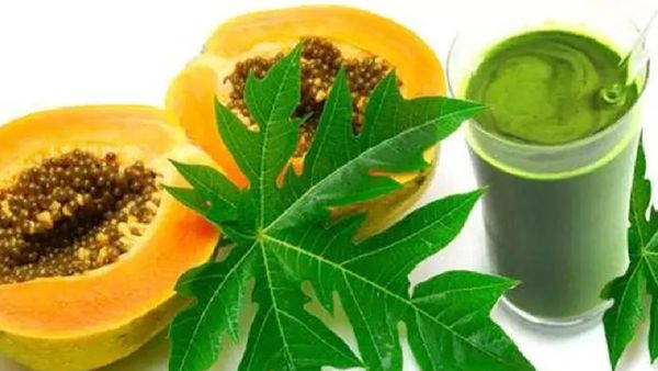 கொத்து கொத்தா தொங்கும் இலைகள்.. பப்பாளி இலை சாறு கொஞ்சூண்டு போதும்.. கருகருன்னு முடி வளரும் பாருங்க