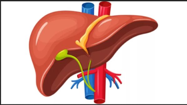 நெல்லிக்கனி.. கல்லீரலில் கழிவு.. இந்த அறிகுறி இருந்தால் ஜாக்ரதை.. கல்லீரலை காக்கும் சூப்பர் டிப்ஸ்