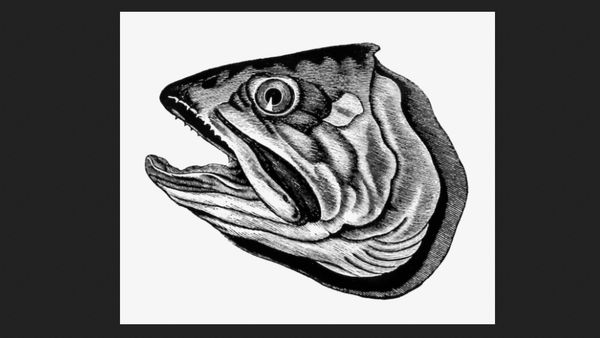 மீனின் தலை.. இதை மிஸ் பண்ணிட்டோமே இவ்ளோ நாளா.. பெஸ்ட் மீன் தலைகள்.. 3 நிமிஷம்தான் அந்த தலை வேகணுமாம்