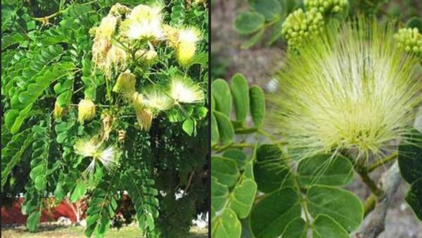 வாகை இலை.. வகை வகையான நோய்களை ஓட்டும் வாகை.. வெற்றியை தரும் வாகை பூக்களின் ஆச்சரியம்: வாவ் வாகையிலை