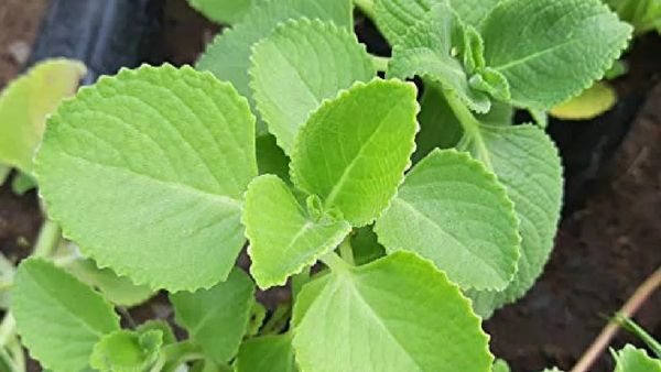 ஓமவல்லி இலை.. நுரையீரலின் நண்பன்.. கற்பூரவல்லி கஷாயம் ஒன்னு போதுமே.. வியப்பை அள்ளி தரும் ஓமவல்லி ஜூஸ்