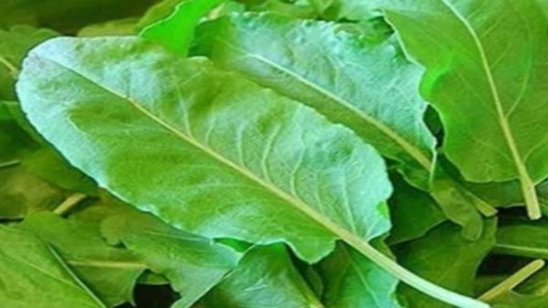 சுக்கான் இலை.. சுக்காங்கீரையில் இவ்ளோ அதிசயமா? குடல் புண் முதல் பல்பொடி வரை.. அருமையான சுக்கான் கீரை