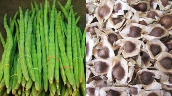 வெறும் விதை.. முருங்கைக்காயைவிட சர்ப்ரைஸ் தரும் பாருங்க.. சர்க்கரை ஓடிரும்.. அதிசயம் தரும் விதைகள்