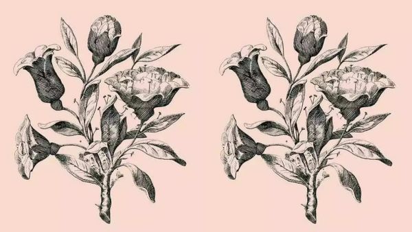 Optical Illusion: பூவுக்குள் ஒளிந்திருக்கும் ஆறுமுகங்கள்! 12 வினாடிகளில் ஈஸியா கண்டுபிடிக்கலாமே
