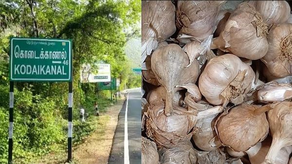 கொடைக்கானல் போறீங்களா? மலைக்க வைக்கும் மலைப்பூண்டு... ஹேப்பியில் துள்ளும் விவசாயிகள்.. சபாஷ்