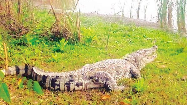 கறிக்கடைக்காரர் வீட்டுக்கே போய்.. கதவை தட்டி சம்பவம் செய்த முதலை.. சிதம்பரத்தில் சுவாரஸ்யம்