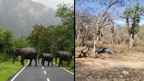 எப்படி இருந்த மசினகுடி.. பாலைவனம் மாதிரி போயிருச்சே! சுற்றுலா பயணிகள் அந்த பக்கமே போயிடாதீங்க