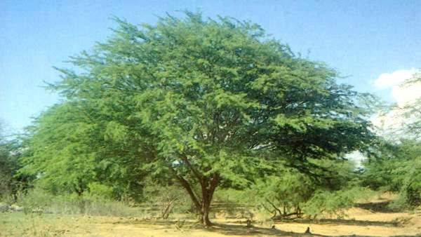 சீமைக்கருவேல மரங்களை அகற்றுவதில் அரசுக்கு என்ன பிரச்சனை? கடமைக்கு வழக்கு! உயர்நீதிமன்றம் அதிருப்தி!