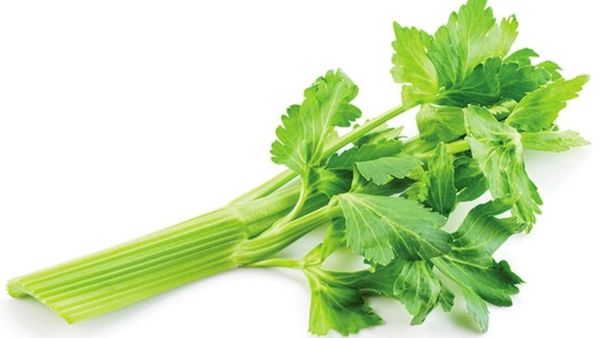 செலரி இலை.. இத்துனுண்டு தண்டு.. தோண்ட தோண்ட அதிசயம்.. நாலஞ்சு செலரி இலைகள் போதுமே.. ஆயுள் கூடும்