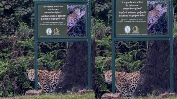 சிறுத்தைகள் ஜாக்கிரதை.. அலர்ட் செய்த இலங்கை வனத்துறை.. போர்டு கிட்டயே நிக்குதே.. என்னா பர்பெக்ட்