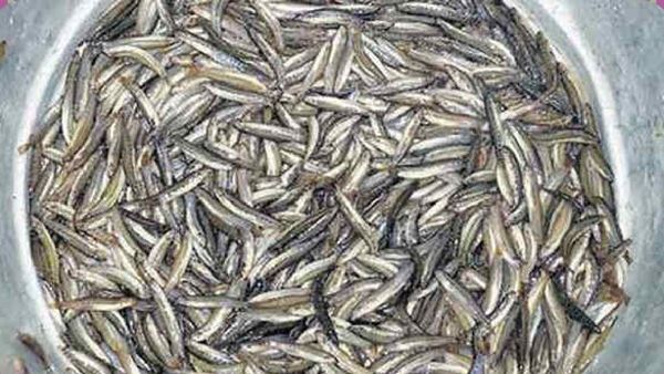 மீனில் பெஸ்ட் அயிரை.. இதுதான் அயிரை மீனின் ஸ்பெஷாலிட்டி.. ஆயுசை நீட்டிக்கும் அயிரை மீன்கள்.. சூப்பர்