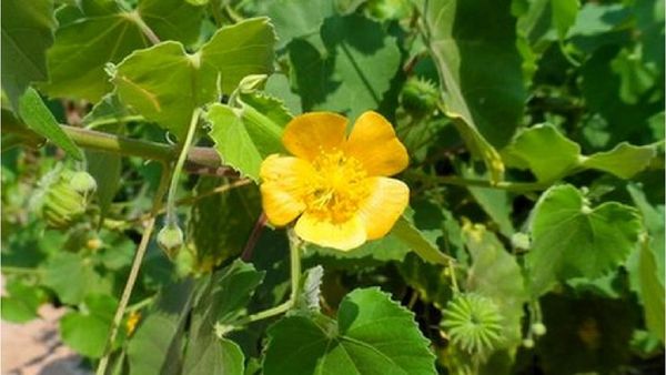 துத்திக்கீரை.. தூள் கிளப்பும் துத்தி இலைகள்.. உடம்பெல்லாம் குளுகுளு துத்தி கீரை.. சபாஷ் 