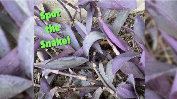 அய்யோ பாம்பு! பிங்க் நிற செடிகளில் மறைந்திருக்கும் விஷஜந்து.. 5 வினாடிகளில் கண்டுபிடியுங்கள்