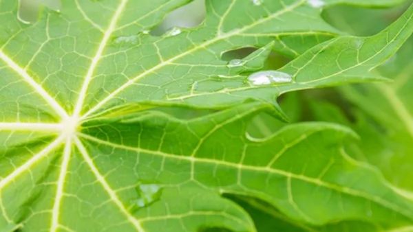 வழுக்கை தலை.. இது ஒன்னு இருந்தாலே, ஓராயிரம் தொந்தரவு ஓடுமே.. பப்பாளி இலைகள் அதிசயம்.. பெஸ்ட் தீர்வு