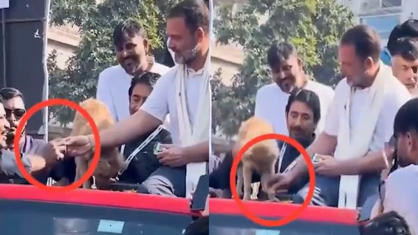 ராகுல் காந்தியே இப்படி செய்யலாமா? நாய் பிஸ்கட்டை தொண்டருக்கு தந்ததாக பாஜக புகார்.. வீடியோ பாருங்க