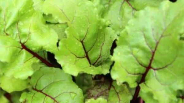 வெறும் 4 இலையே போதும்.. பீட்ரூட் கீரைகளின் நம்ப முடியாத ஆச்சரியம்.. பீட்ரூட்டை இனி இலையோடு வாங்குங்க