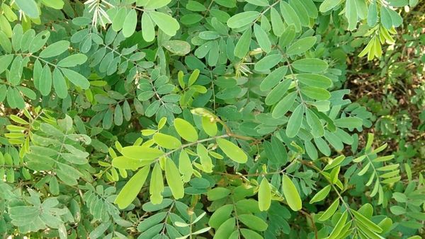 எலும்பு + ஒட்டி + இலை.. நொறுங்கிய எலும்புகளை இணைக்கும் அதிசய இலை..எலும்பொட்டி செடி.. இயற்கை அதிசயம்