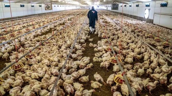 ஆந்திராவை அலறவிடும் பறவை காய்ச்சல்! கறி கடைகளை ஒரு மாதம் மூட உத்தரவு! மனிதர்களுக்கு பரவுமா? பகீர்