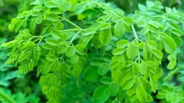 முருங்கைக்கீரை பெஸ்ட்.. உடல்வலி முதல் தொண்டை வலி வரை ஓடிரும்.. அற்புத முருங்கையிலை சூப் .. சிம்பிள்