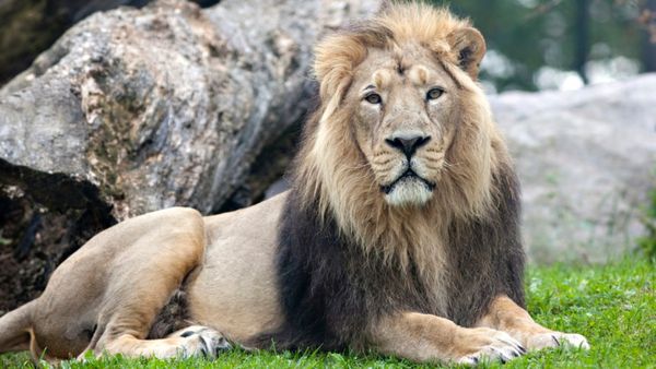 ‛நாளை கழுதைக்கு தெய்வத்தின் பெயரை சூட்டுவர்’.. சீதா - அக்பர் சிங்கம் சர்ச்சையில் விஎச்பி பரபர வாதம்