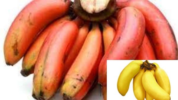 செவ்வாழை.. ஒரே வாழைப்பழத்தில் இவ்ளோ நன்மை? ஆண்களின் வரப்பிரசாதம் செவ்வாழைப்பழம்.. வாழ வைக்கும் வாழை