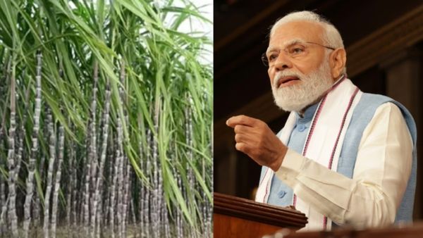 பிரதமர் மோடி கேபினட் கூட்டத்தில் அதிரடி முடிவு.. கரும்புக்கான ஆதார விலையை உயர்த்த அமைச்சரவை ஒப்புதல்