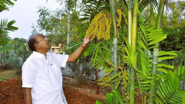 மாமரம், தென்னை மரம் தான் எங்களுக்கு சோறு போடுது! மரம் வளர்ப்பு பற்றி ராமதாஸ் ஓபன் டாக்!