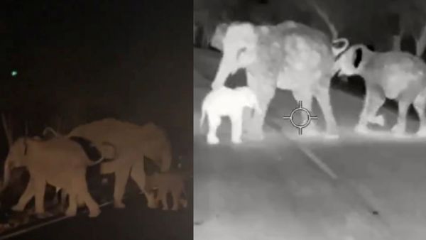 சத்தியமங்கலத்தில் தாய் யானை இறந்ததால் தவித்த 2 மாத குட்டி! 