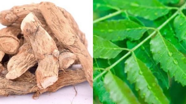 கறிவேப்பிலை பெஸ்ட்.. வசம்புவை இப்படி யூஸ் பண்ணி பாருங்க.. தலையில் பொடுகு தொல்லை தீர 20 சூப்பர் டிப்ஸ்